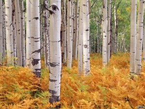 Nature-Inspired Furniture