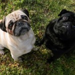 dogs_pugs_cute_214337