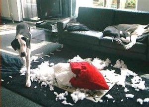 Did your dog chew your couch?  Leather couch repair, Patch leather couch,  Leather repair
